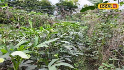 Gonda Farmer Earns Millions with Okra-Cowpea Intercropping, Reduces Costs