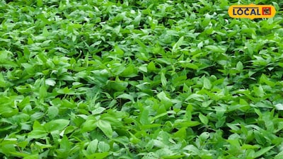 Urad Leaves Damaged? Identify Pest Infestation and Protect Your Crop Now!
