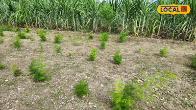 Gonda Farmer Boosts Income with Asparagus: Making Powder and Juice at Home