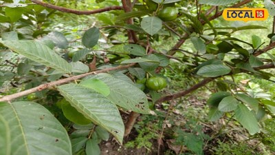 Guava Fruit Fly Threat: Protect Small Fruits Early with Easy Method.