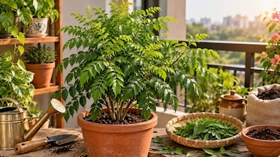 कड़ी पत्ता गार्डनिंग टिप्स (इमेज AI)