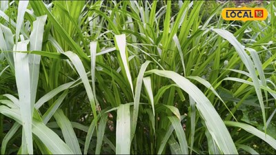 Save Sugarcane from Rotting After Storm: Tie Plants, Drain Water, Protect Your Crop!