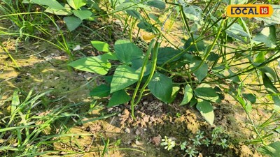 12th Grader Cultivates Cowpea, Invests 70K, Expects 50K Profit in Gonda