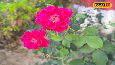 Rose Plant Care: Fungus & Pests After Monsoon? Do This for Large, Shiny Flowers!