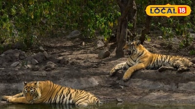 राजस्थान में तीन महीने के मानसून ब्रेक के बाद 1 अक्टूबर से जंगल सफारी का नया सीजन शुरू हो जाएगा