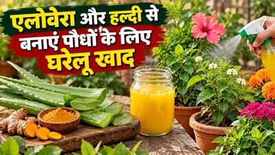 एलोवेरा और हल्दी की खाद (इमेज AI)