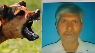 कानपुर में पागल कुत्ते ने शख्स को काटा. (सांकेतिक तस्वीर)