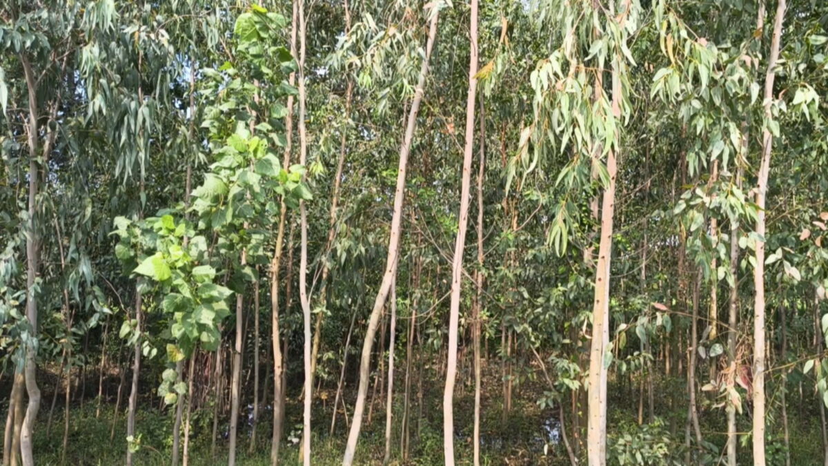 Eucalyptus on Barren Land: Right Time, Pit to Distance - Ensure Fast Growth and High Profits!
