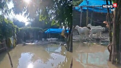 अरेराज प्रखंड में रिंग बांध टूट गया.