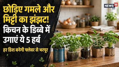 हर्ब्स, जिन्हें आप आसानी से अपने घर के बेकार डिब्बों में उगा सकते हैं. 