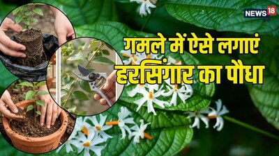 जैसे-जैसे शरद ऋतु और दुर्गा पूजा का आगमन होता है, यह पौधा अपने फूलों से पूरे आंगन को भर देता है.