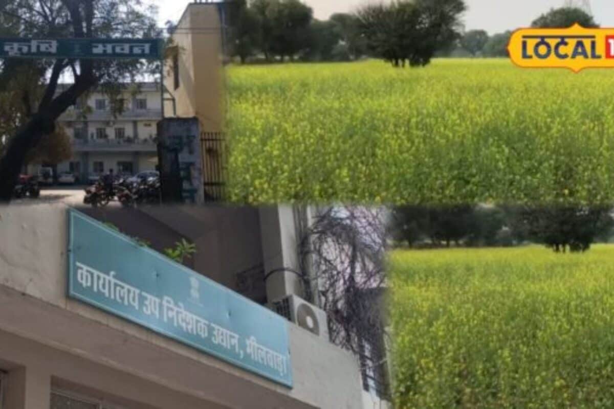 Mustard Farming Tips: सरसों की फसल में चाहिए ‘असली सोना’ तो अपनाएं ये खास किस्में मिलेगा बंपर उत्पादन