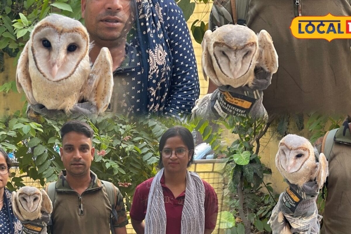 भीलवाड़ा में छत पर दिखे तीन उल्लू लोगों ने तुरंत वन विभाग को दी सूचना टीम ने मौके पर पहुंचकर किया रेस्क्यू