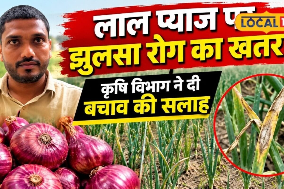 खैरथल-तिजारा में बढ़ा लाल प्याज का रकबा फसल पर मंडराया झुलसा रोग का खतरा कृषि विभाग ने किसानों को दी सलाह