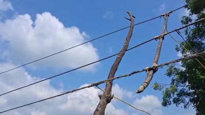 खेत में फसल को छूते हुए बिजली की खंभे
