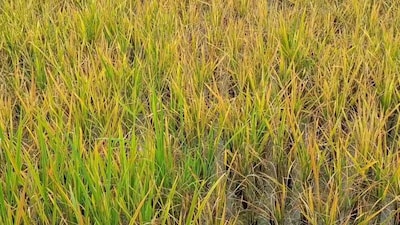 माहू और झुलसा रोग का खतरा किसानों की चिंता बढ़ा रहा है