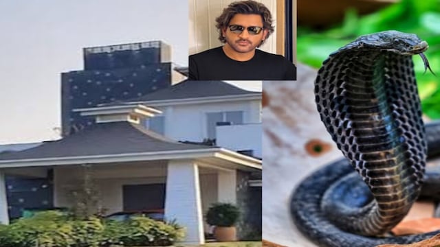 MS Dhoni के फार्म हाउस में मिला खतरनाक कोबरा, मचा ऐसा हड़कंप कि सांप हुआ घायल