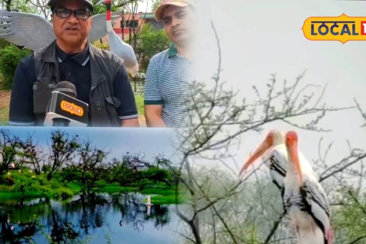 विदेशी मेहमानों से गुलजार हुआ भरतपुर का घना पक्षियों के झुंड ने बढ़ाई पार्क की खूबसूरती पर्यटकों की लगी भीड़