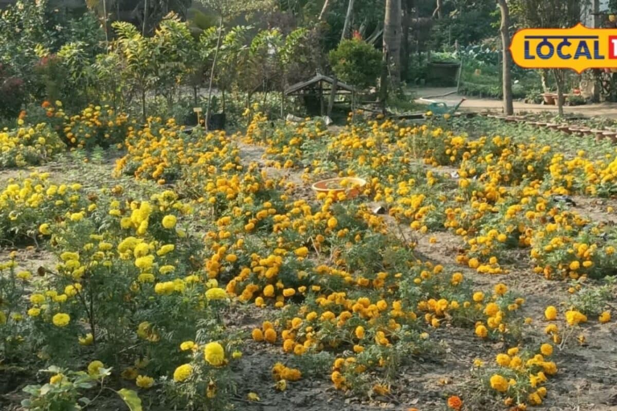 एक टहनी से तैयार होगा नया पौधा, पूर्णिया के एक्सपर्ट ने बताया आसान तरीका, गार्डन हो जाएगा हरा-भरा