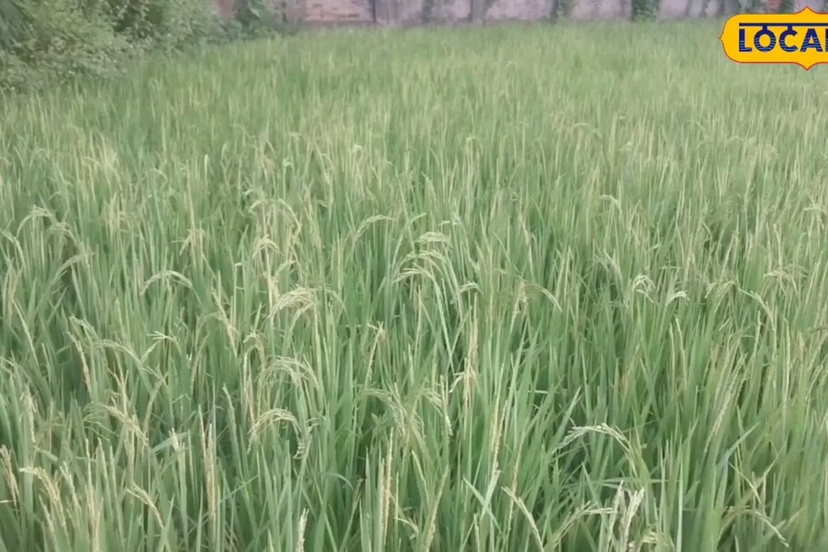 सीतामढ़ी में बारिश ने बढ़ाया धान की खेती करने वालों का बजट, किसान से जानें खर्च कम करने के उपाय