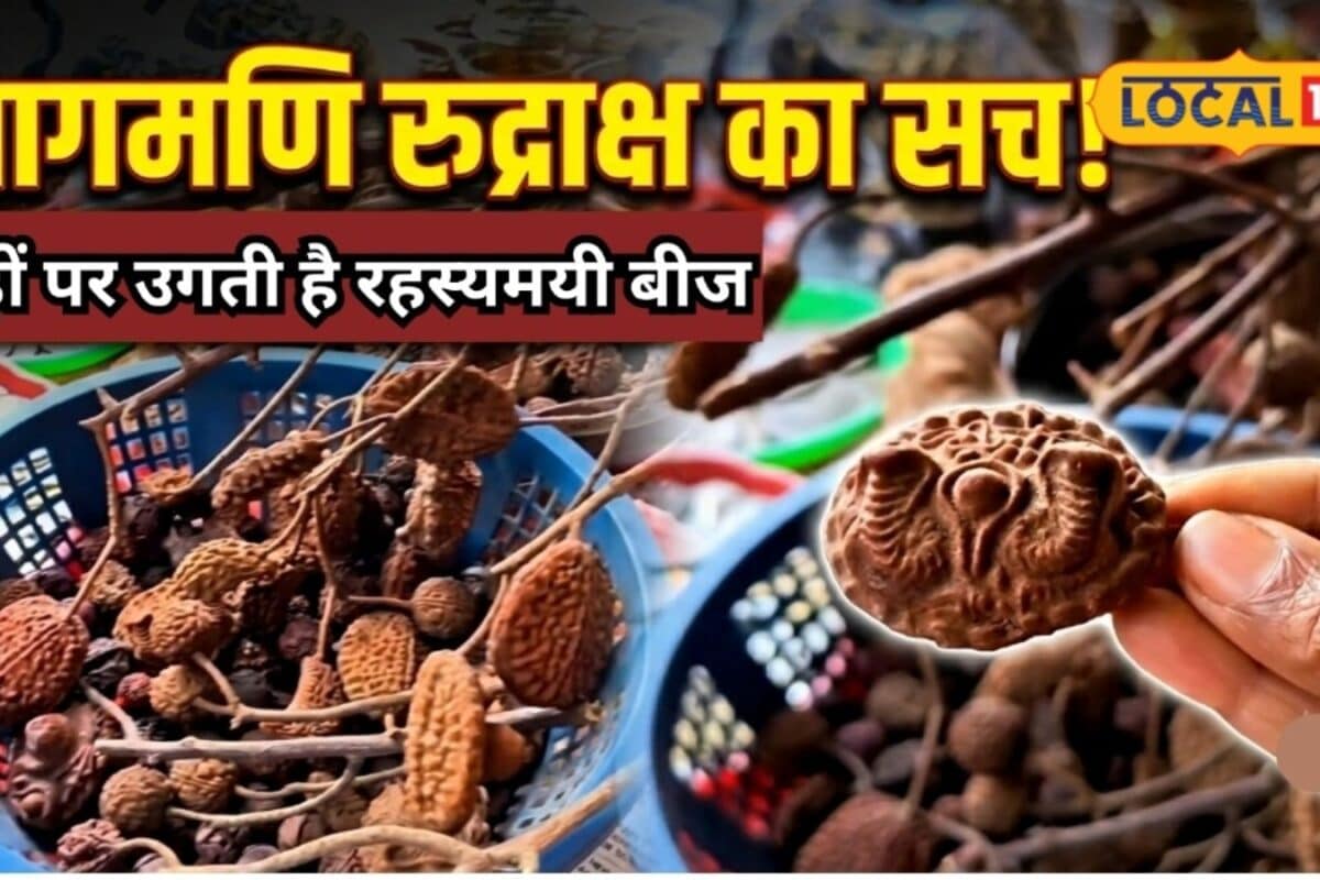 Nagmani Rudraksha: नागमणि या सिर्फ एक बीज टहनी पर लटके इस रहस्यमयी दाने को लेकर क्यों मचा है कौतूहल जानें सच