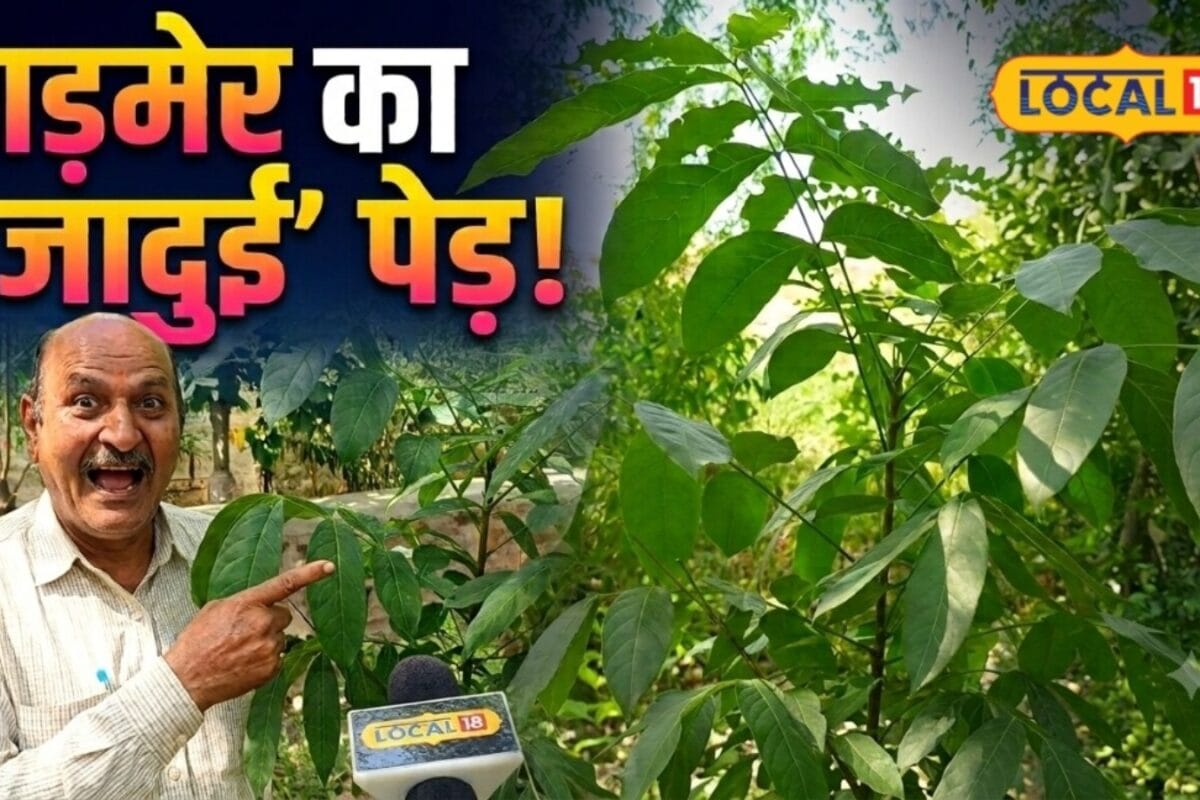 न फल न नोट फिर भी लाखों की कमाई का जरिया बन सकता है ये पेड़ पानी में टिकाऊ लकड़ी ने खींचा किसानों का ध्यान