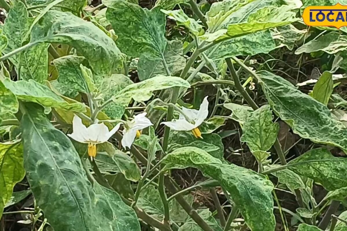 बैंगन में फूल आ रहे लेकिन फल नहीं? कृषि विशेषज्ञ ने बताया असली कारण और समाधान