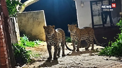 Two Leopards Spotted Near Houses in Karauli Again, Alert Issued Amid Panic.