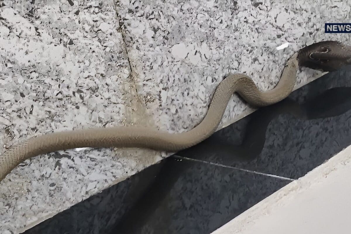 Rare White Cobra Discovered Beneath Sofa in Bhilwara Sparks Panic