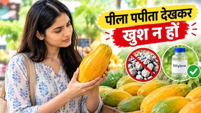 Naturally Ripened Papaya: पपीता खरीदने का सही तरीका