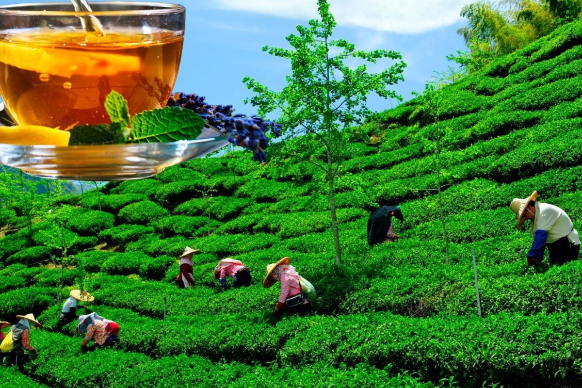 Tea Price : 12 हजार रुपये किलो बिकती है असम की यह चाय बनाने का तरीका भी एकदम यूनिक