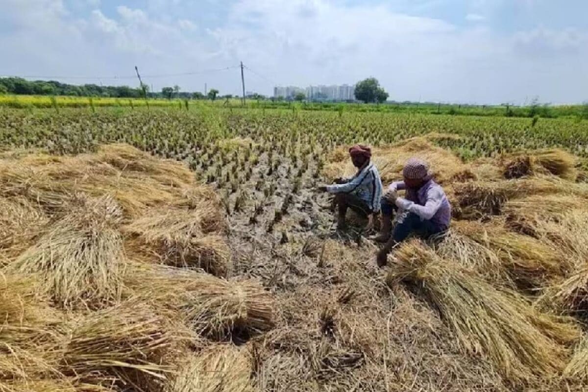Good News: न पंजाब में जलेगी पराली न दिल्ली में होगा प्रदूषण उल्टा लहलहाएंगे आलू नई खोज करेगी टेंशन खत्‍म