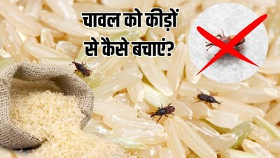 Why Do Black Insects Appear in Rice? Learn Causes and Storage Tips to Keep Rice Fresh.