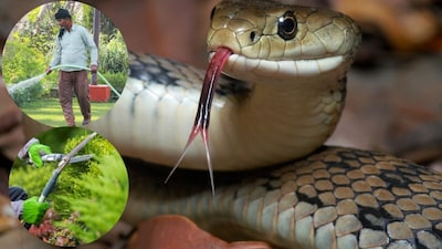 Snakes Invading Your Home? 4 Reasons Why and Easy Ways to Keep Them Away!
