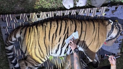1. बिहार के वन इतिहास में पहली बार बाघिन का अंतर्राज्यीय ट्रांसफर.
