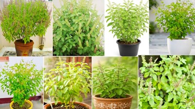 Unlock Lush Tulsi: Gardener Reveals 5 Secret Tips for Denser, Leafier Plants!