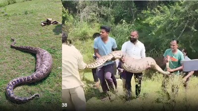 उज्जैन में 10 फीट लंबे अजगर का किया गया रेस्क्यू