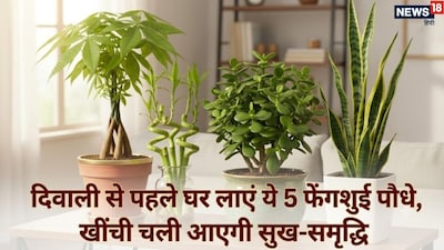 Bring Home 5 Feng Shui Plants Before Diwali 2026 for Wealth and Prosperity