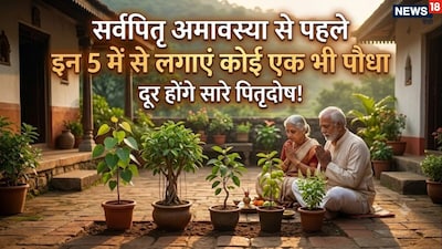 Plant These 5 Trees Before Sarvapitri Amavasya to Remove All Doshas, Including Pitru Dosha