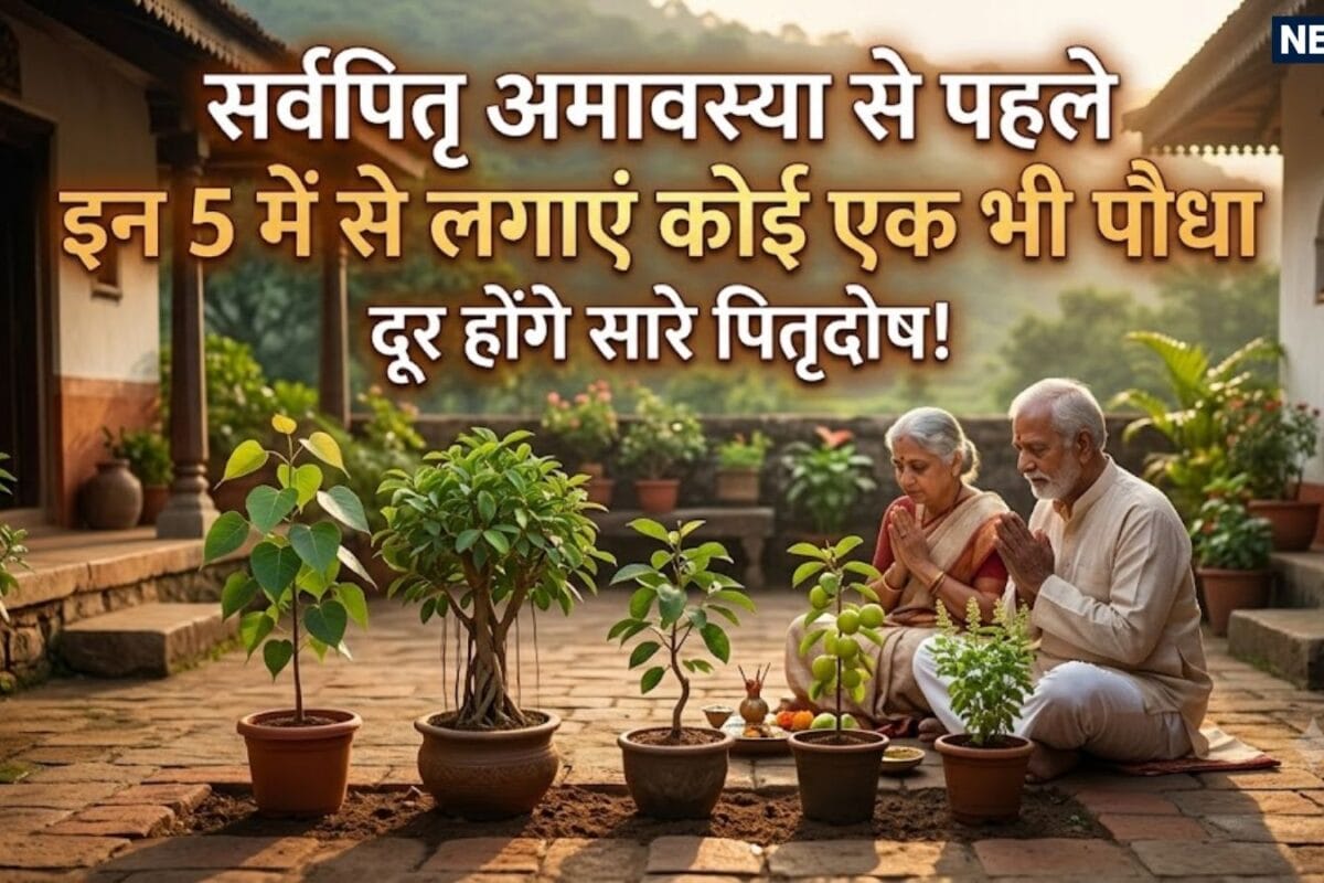 Plantation During Shradh Paksha: सर्वपितृ अमावस्या से पहले इन 5 में से लगाएं कोई एक भी पौधा रोपना संभव नहीं तो करें दान पितृ के साथ दूर होंगे सभी दोष