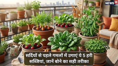 Grow 5 Winter Vegetables on Your Balcony for Chemical-Free Produce at Home!