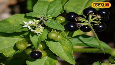 Makoy Benefits: Why This Shrub Plant Is Good For Liver