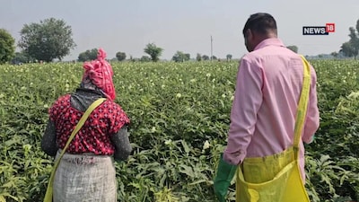 भरतपुर के दो गांव बने 'भिंडी वाले गांव', 2000 बीघा में खेती कर लाखों कमा रहे किसान