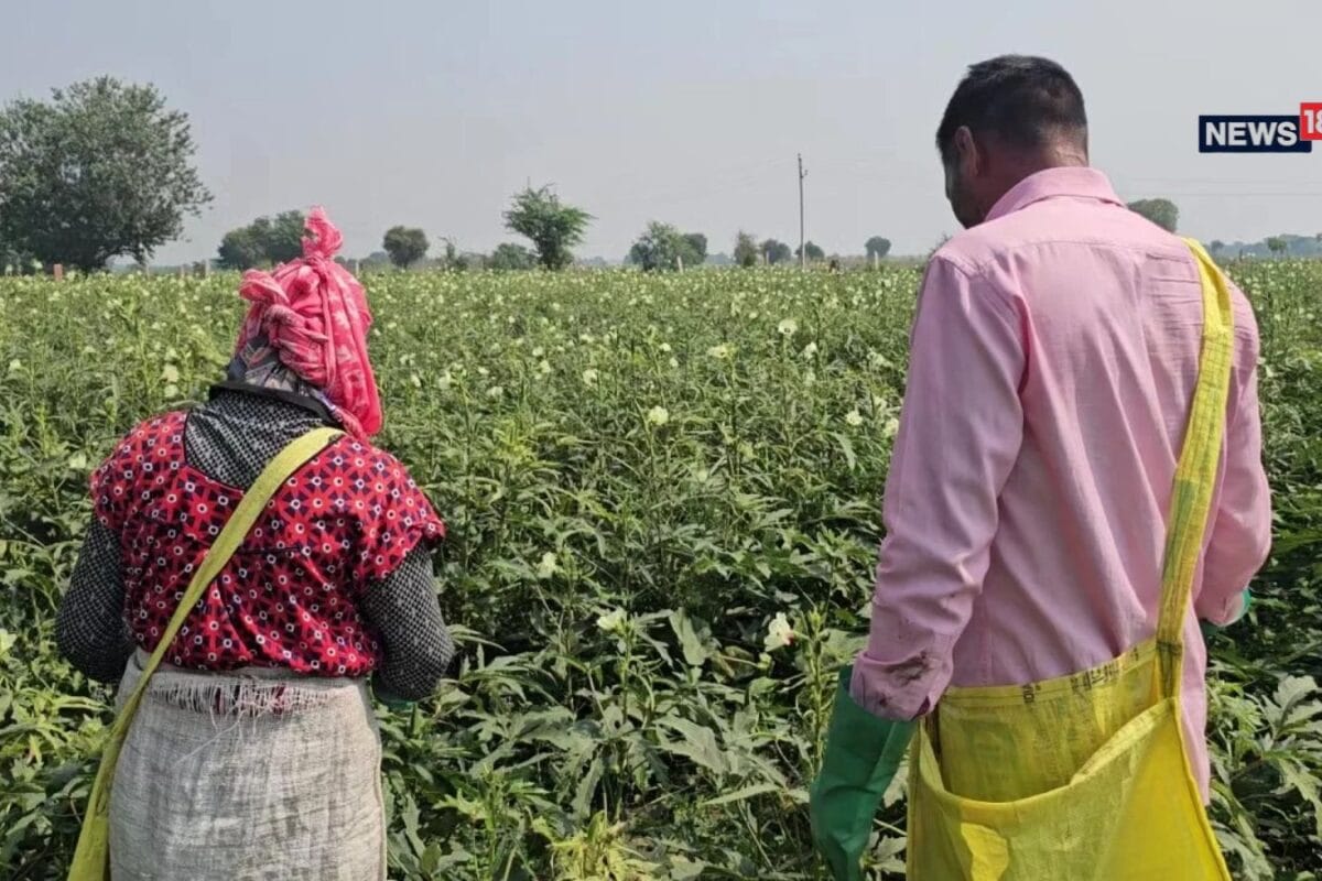 Bharatpur Villages Transform Into Okra Hubs Cultivating Over 2000 Bighas