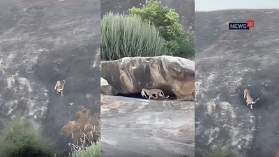Rajasthan Wildlife News: जवाई में लेपर्ड ने बंदर को बनाया शिकार, बच्चे को बचाने की कोशिश करता दिखा दूसरा बंदर