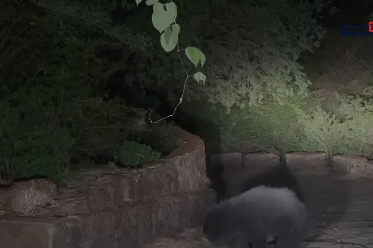 Rare Wild Encounter Caught on Camera as Bear Lunges at Leopard in Sirohi