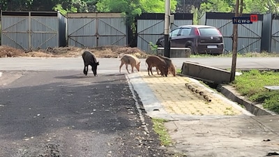 Rawatbhata Wild Boars: अणु प्रताप कॉलोनी में जंगली सूअरों के झुंड ने मचाया आतंक, बिल्ली के बच्चे पर किया हमला, बच्चों की सुरक्षा को लेकर बढ़ी चिंता