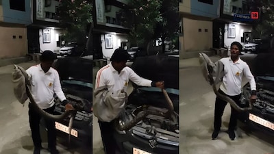 कार बनी 7 फीट के अजगर का ठिकाना, इंजन के अंदर छिपा बैठा था विशालकाय सांप