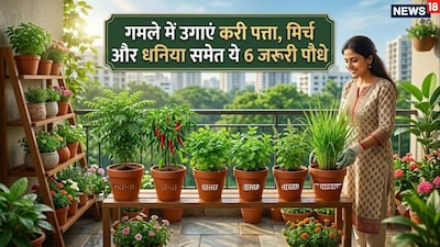Grow 6 Flavorful Kitchen Plants at Home: Fresh Herbs & Spices at Your Fingertips!