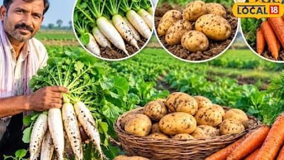 बुवाई के बाद खेत में नमी बनाए रखना जरूरी है लेकिन जरूरत से ज्यादा पानी देने से बचना चाहिए. मौसम और मिट्टी की नमी देखकर हल्की सिंचाई करें. शुरुआती दिनों में खेत में उगने वाले खरपतवार फसल के पौधों के साथ पानी और पोषक तत्वों के लिए प्रतिस्पर्धा करते हैं, इसलिए समय पर उनकी सफाई करना जरूरी है. सही समय पर बुवाई, अच्छी जल निकासी, बेहतर बीज और नियमित देखभाल से मूली, अगेती आलू और गाजर की खेती कम समय में उत्पादन देने वाली फसल बन सकती है. अगेती फसल होने के कारण शुरुआती बाजार में मांग और भाव का फायदा भी किसानों को मिल सकता है.